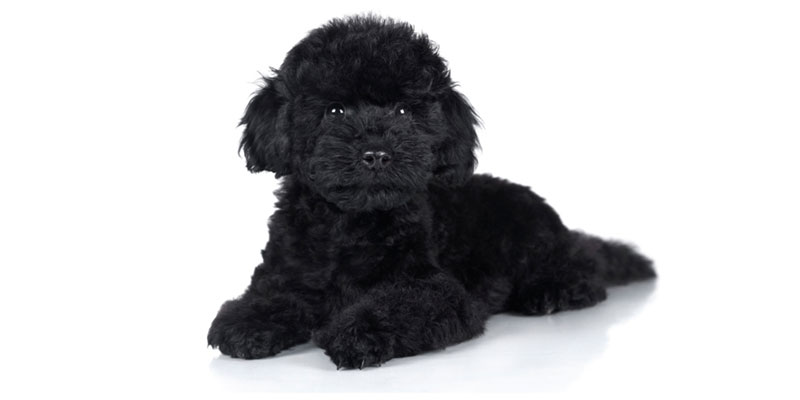 Poodle puppies for sale in California