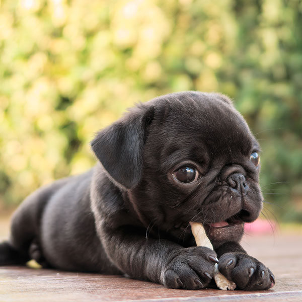 black pug puppies