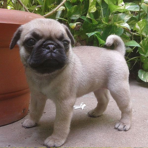 How much do pugs cost in california
