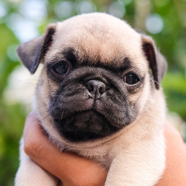 Find Vetted Pug Breeders Puppies For Sale In California