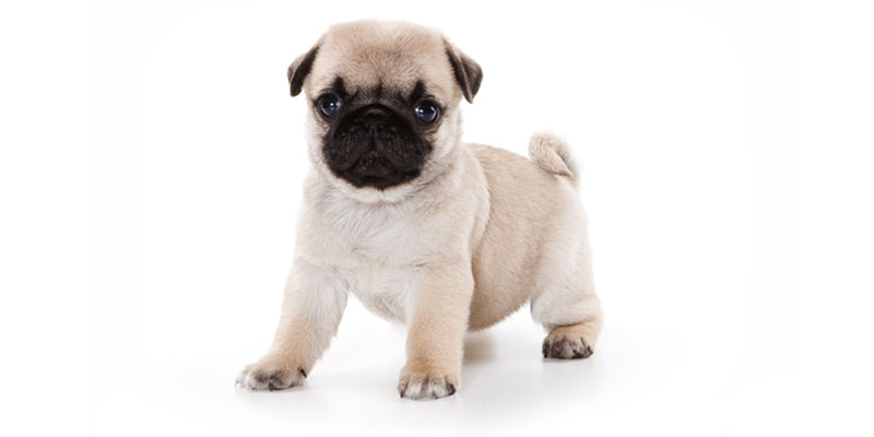 Pug puppies for sale in California
