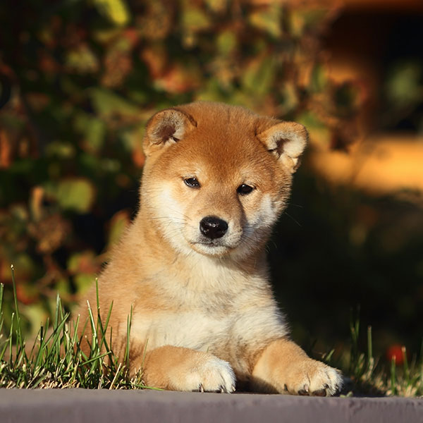 Shiba Inu Puppies For Sale Breeders In California