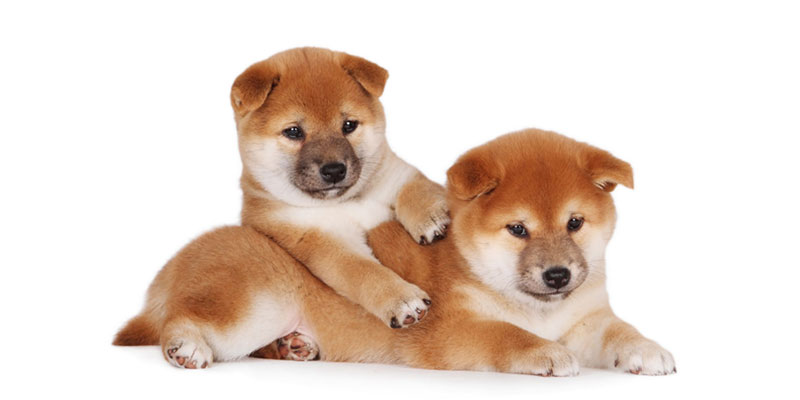 Shiba Inu puppies for sale in California