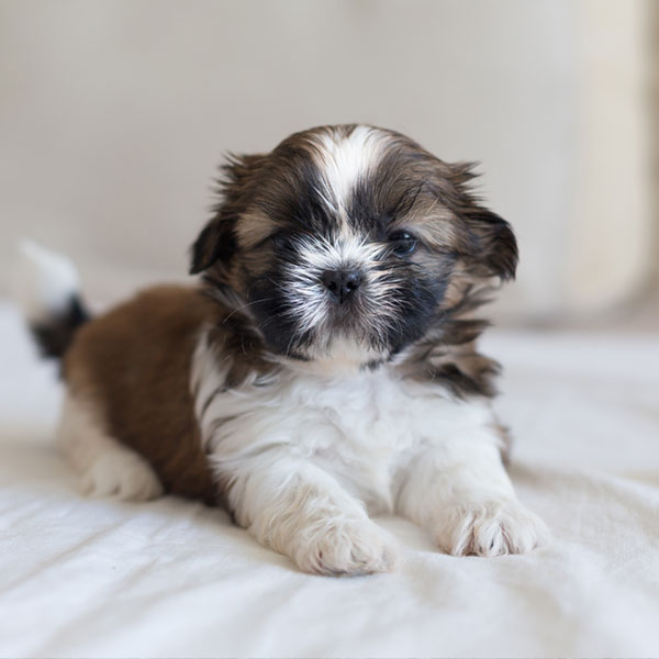 Find Shih Tzu Puppies For Sale Breeders In California