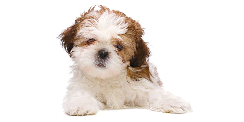 Shih Tzu puppies for sale in California