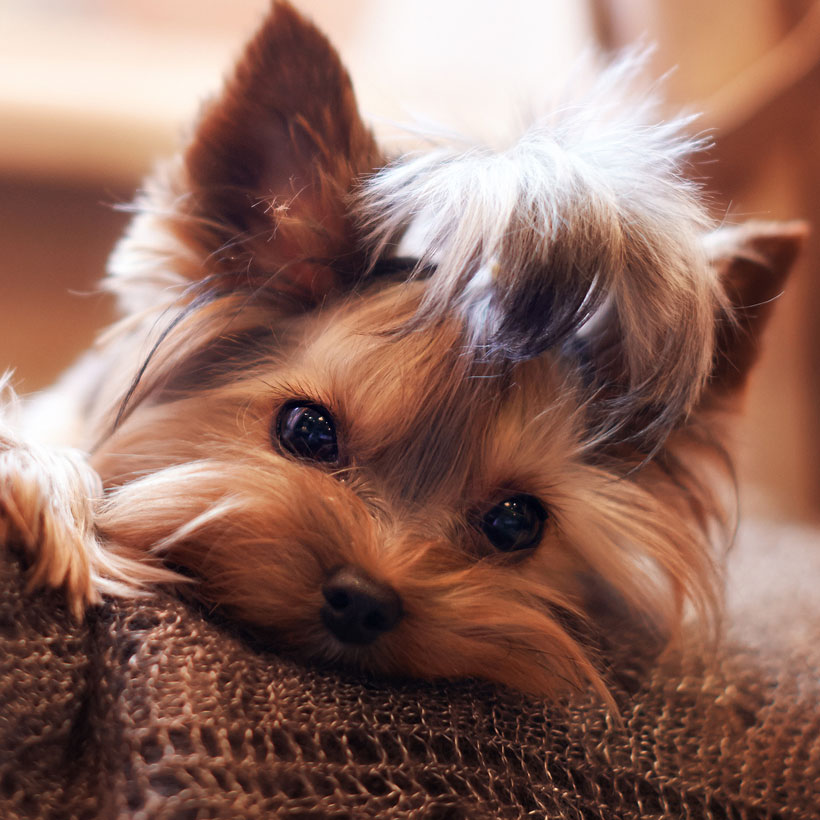 Find Yorkshire Terrier Puppies For Sale In California