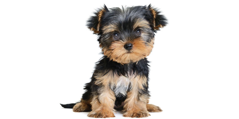 Yorky puppies for sale in California