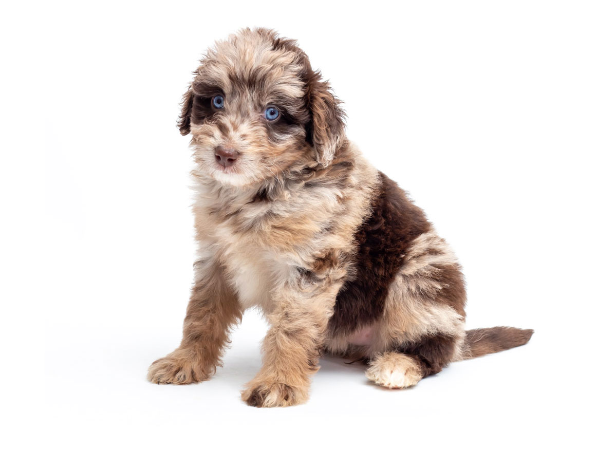 Aussiedoodle Puppies for Sale in Lemon Hill, CA by California Puppies