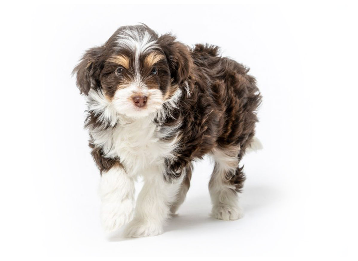 Aussiedoodle puppy finder Thousand Oaks, CA