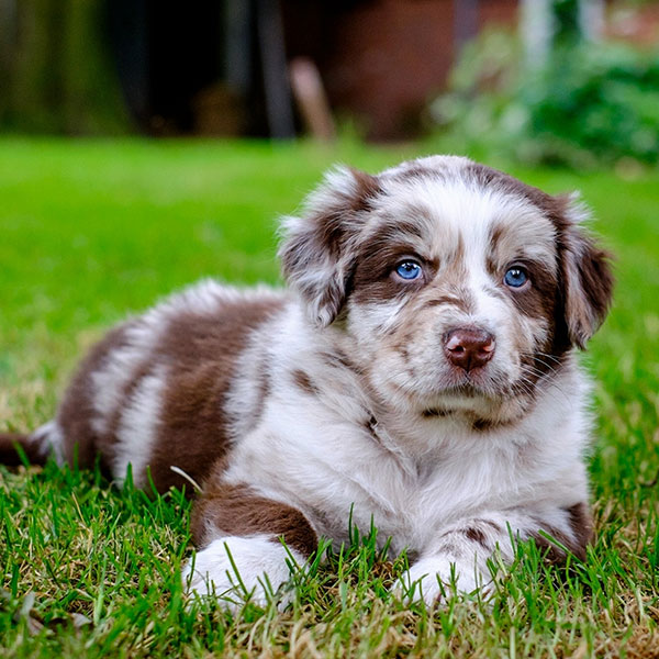 vinge På jorden Rig mand 1 | Australian Shepherd Puppies For Sale In California
