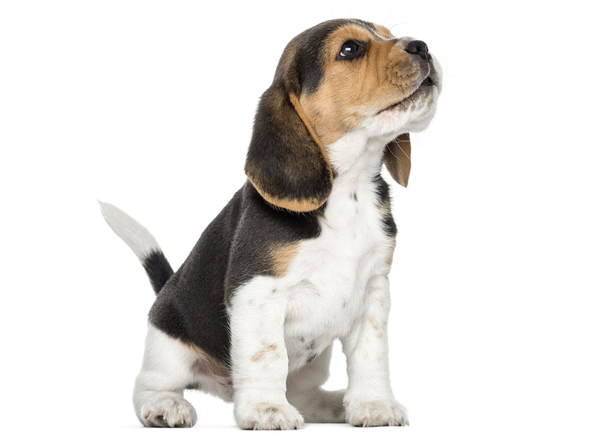 Beagle Puppies for Sale by California Puppies