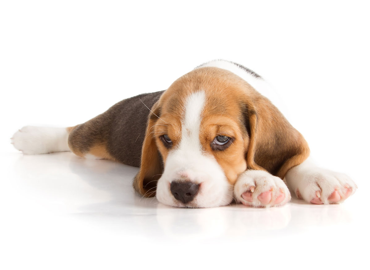 Beagle puppies for sale by Uptown Puppies