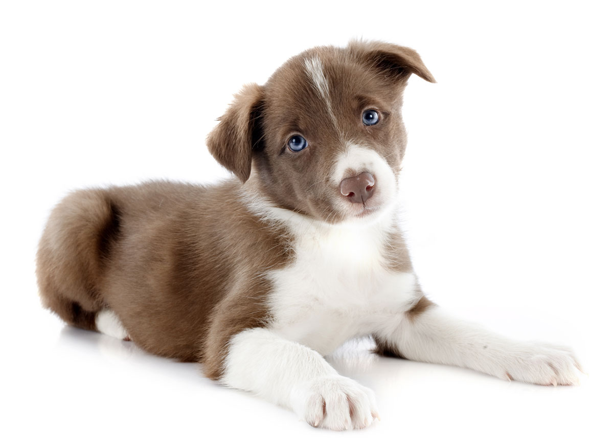 Border Collie Puppies for Sale by California Puppies