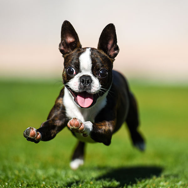 Boston Terrier Puppies For Sale & Breeders In California