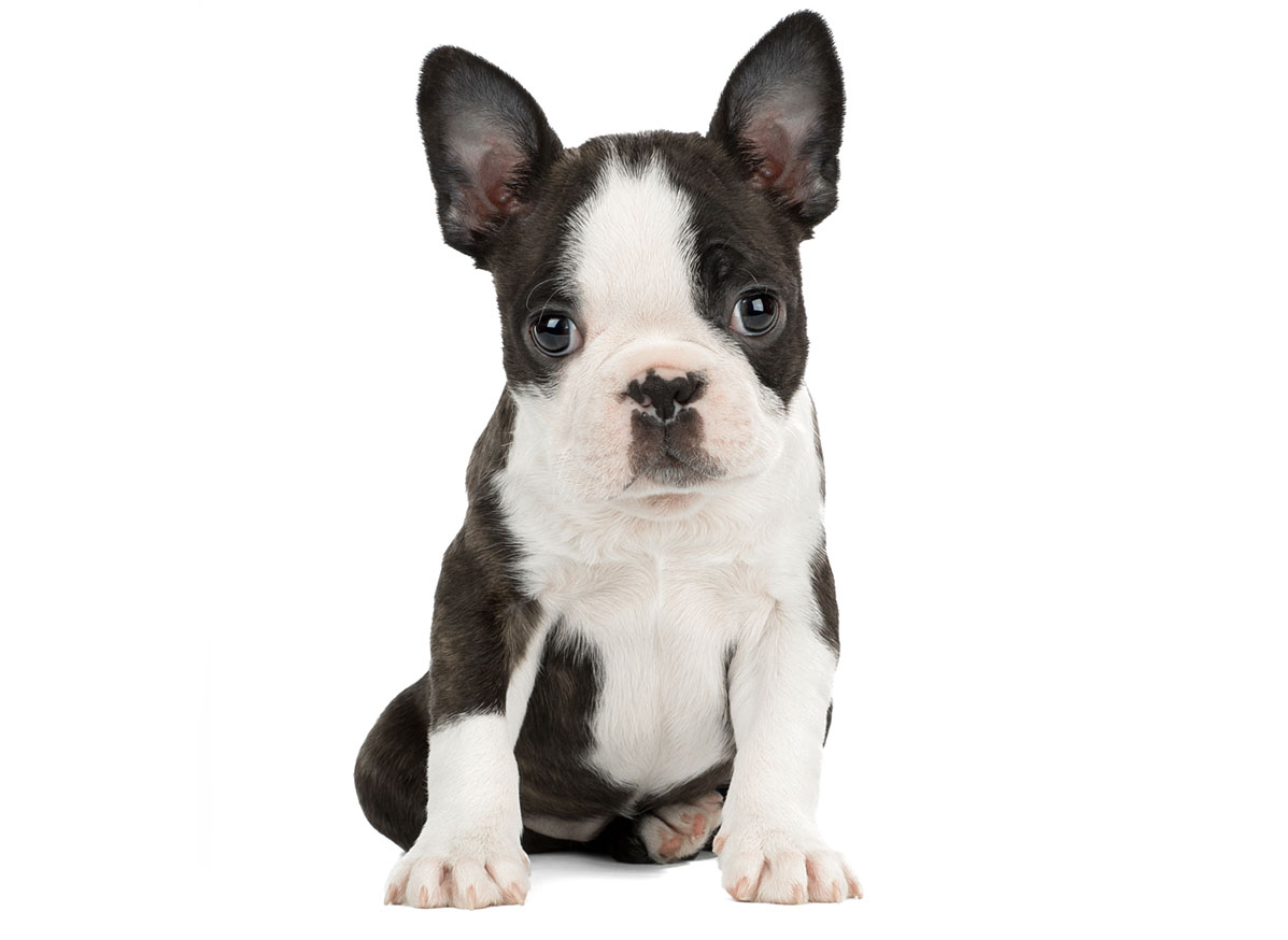 Boston Terrier Puppies for Sale by California Puppies