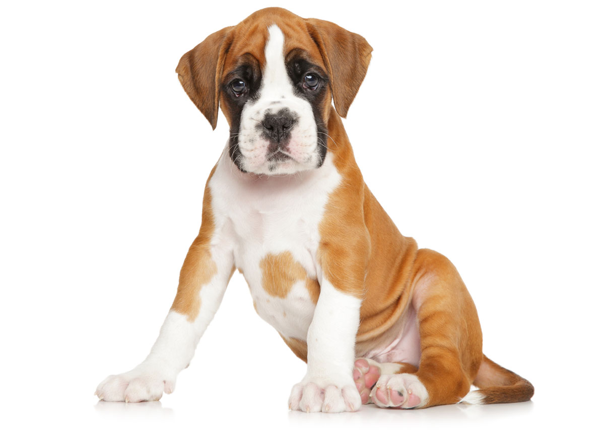 Boxer puppies for sale by Uptown Puppies