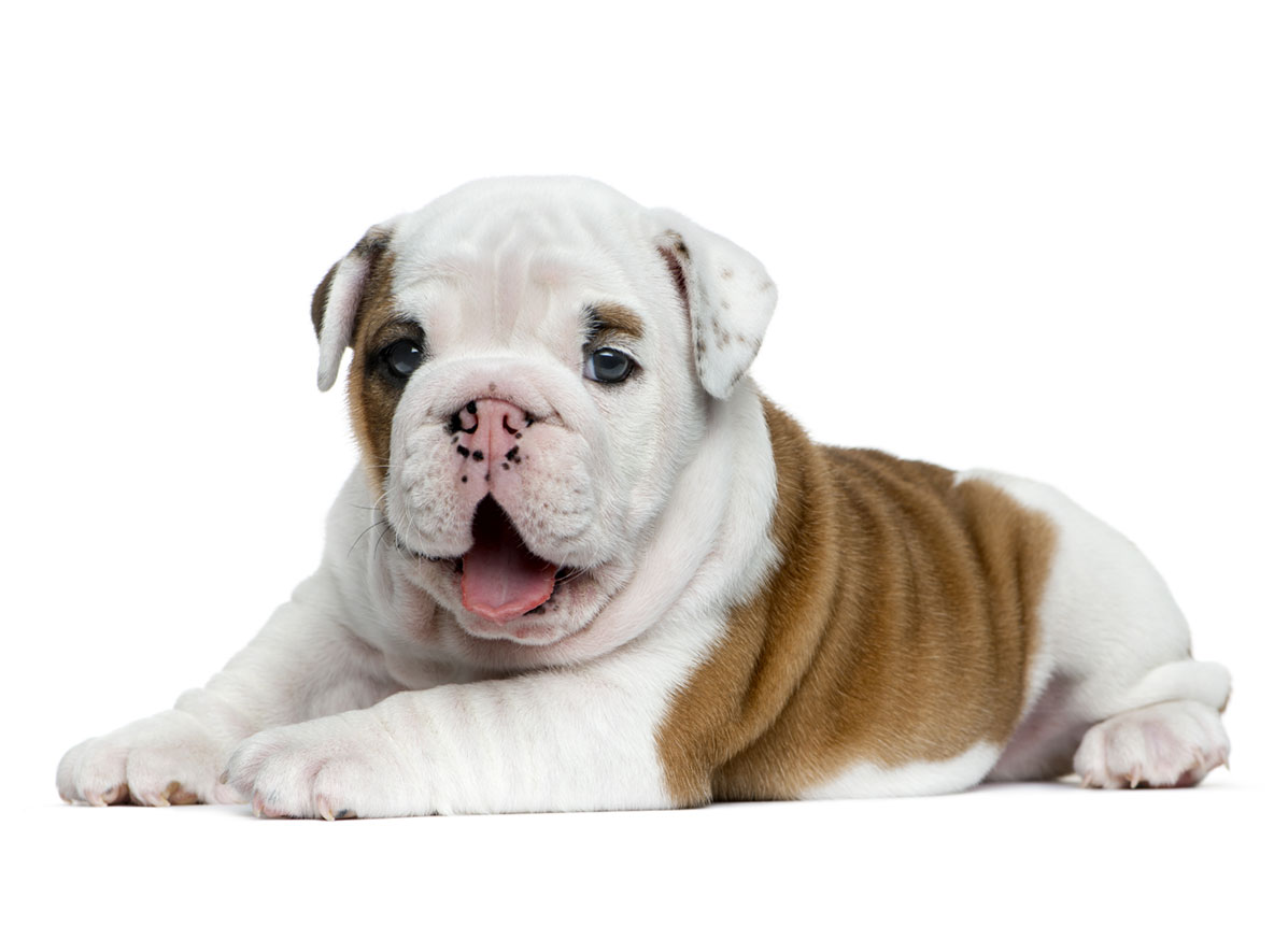 Bulldog Puppies for Sale by California Puppies