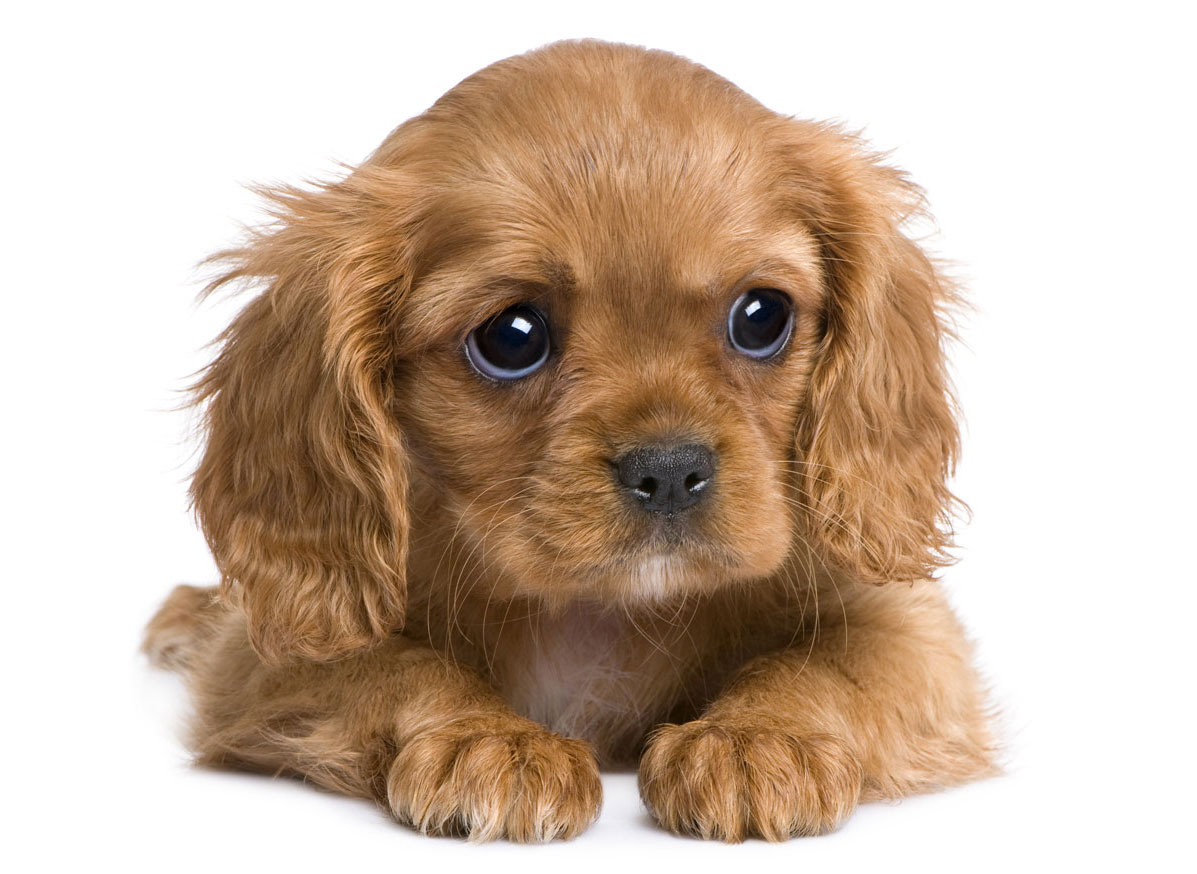 Cavalier King Charles Puppies for Sale by California Puppies