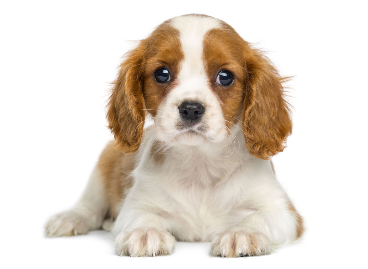 Cavalier King Charles Puppies for Sale