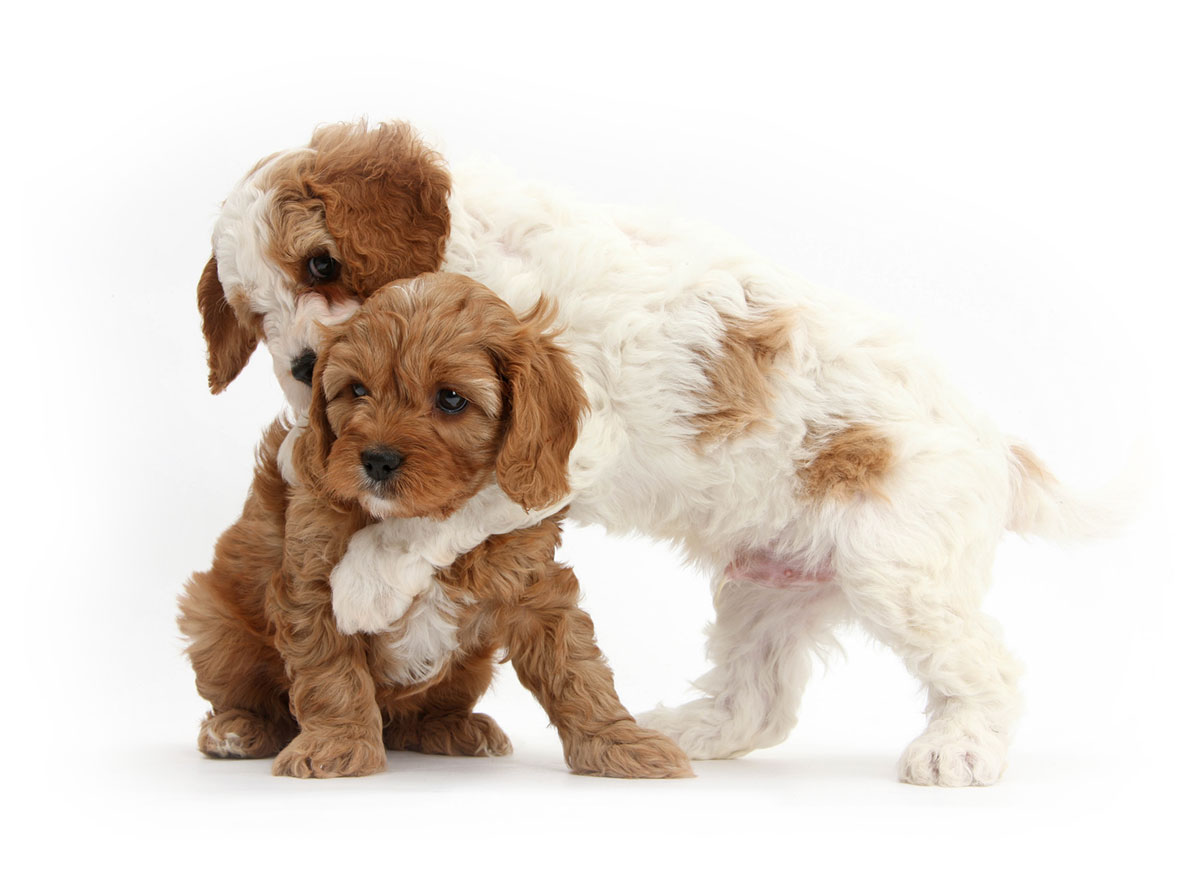 Cavapoo Puppies for Sale by California Puppies