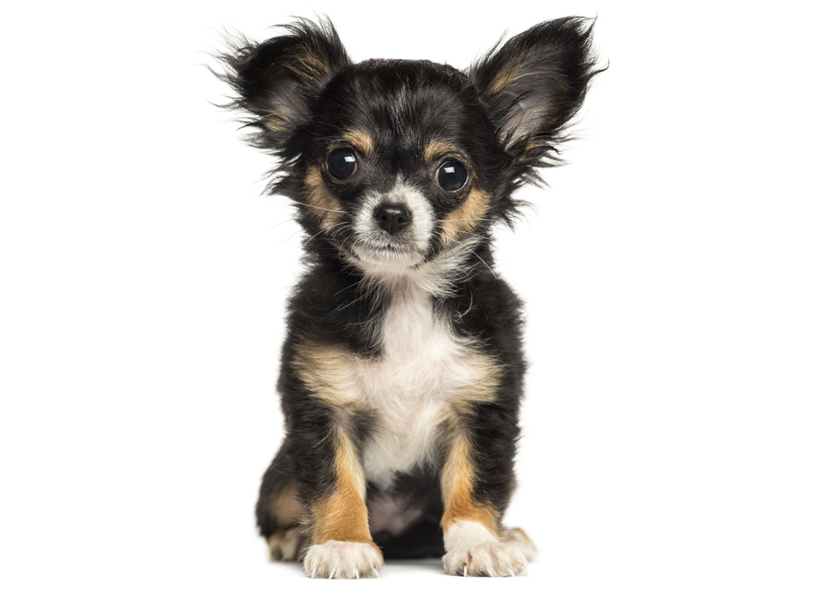 Chihuahua Puppies for Sale by California Puppies