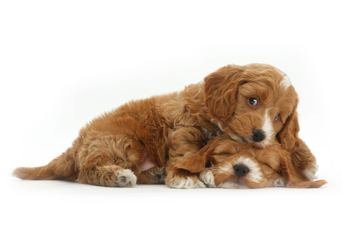 cockapoo puppies for sale by Uptown Puppies