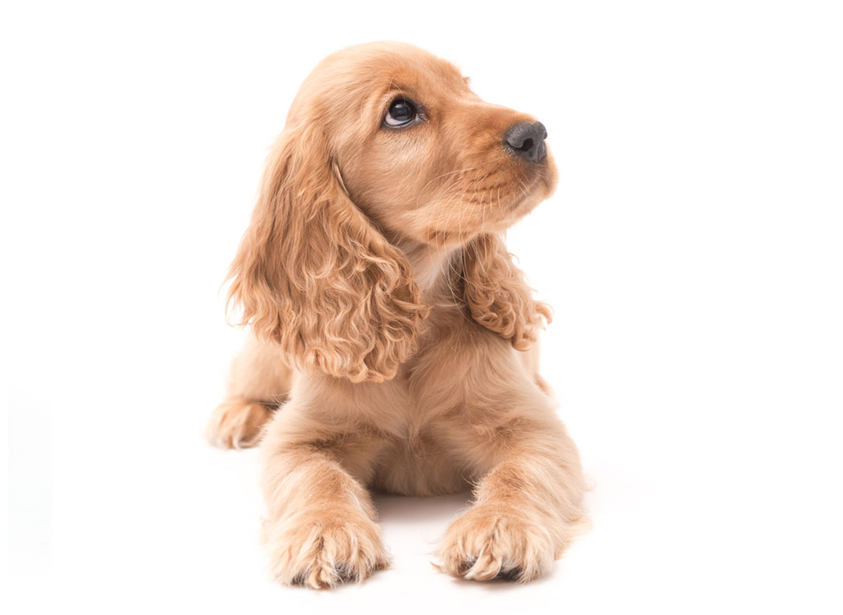 Cocker Spaniel Puppies for Sale by California Puppies