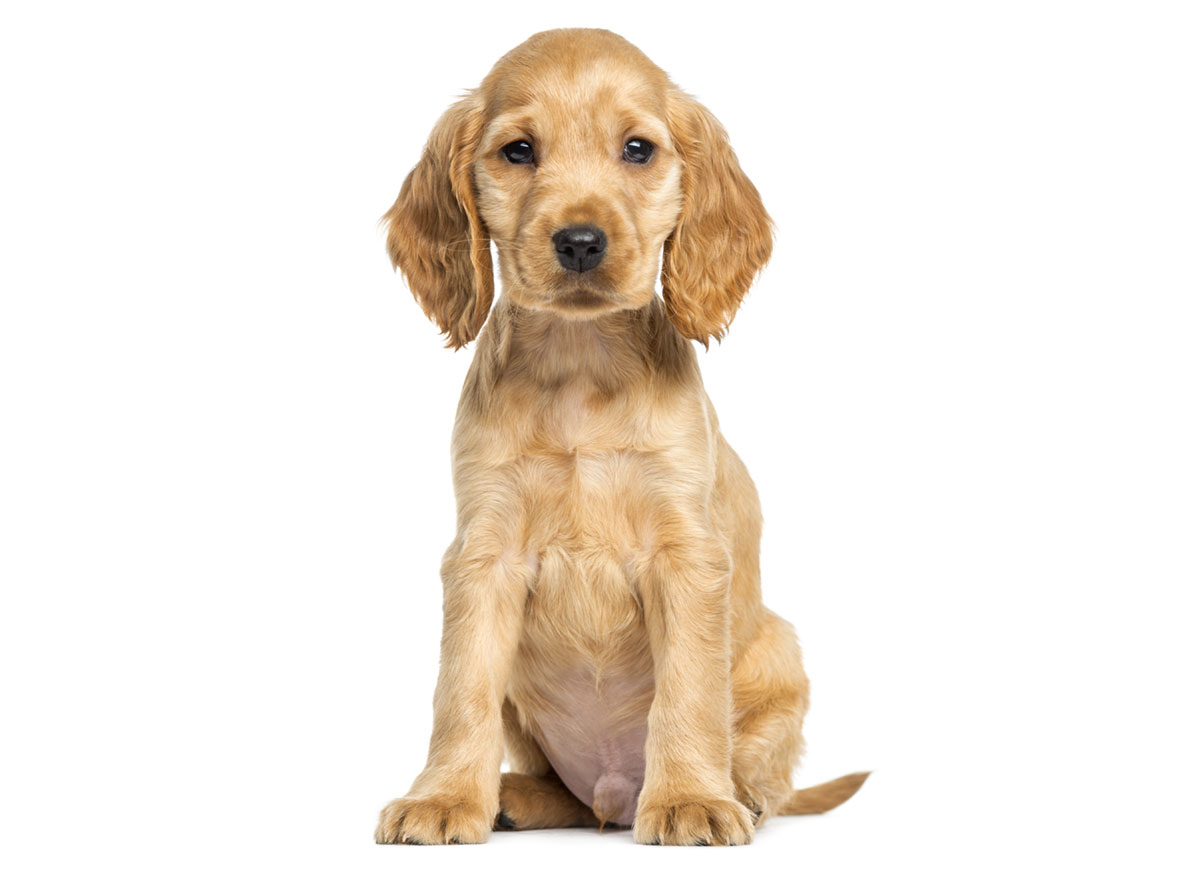 Cocker Spaniel puppies for sale by California Puppies