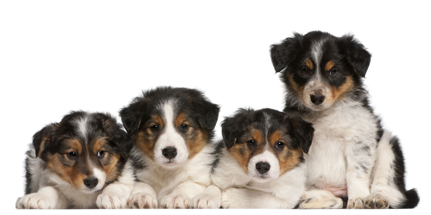Border Collie Puppies for Sale by California Puppies