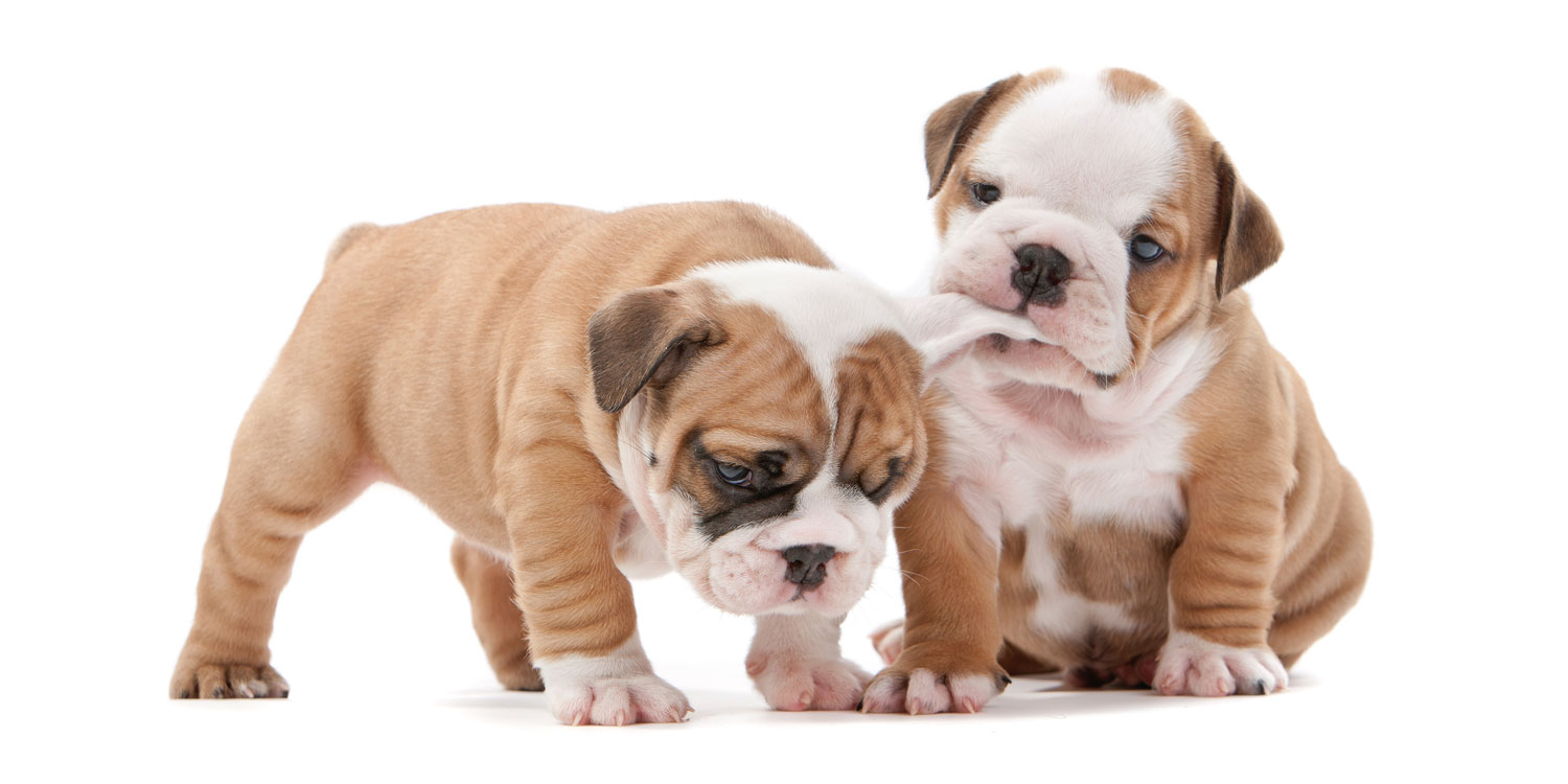 Bulldog Puppies for Sale by California Puppies