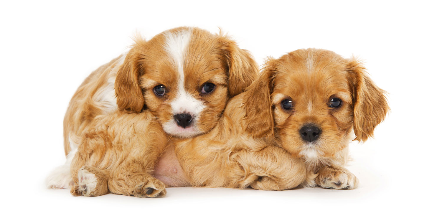 cavalier king charles puppies for sale by California Puppies