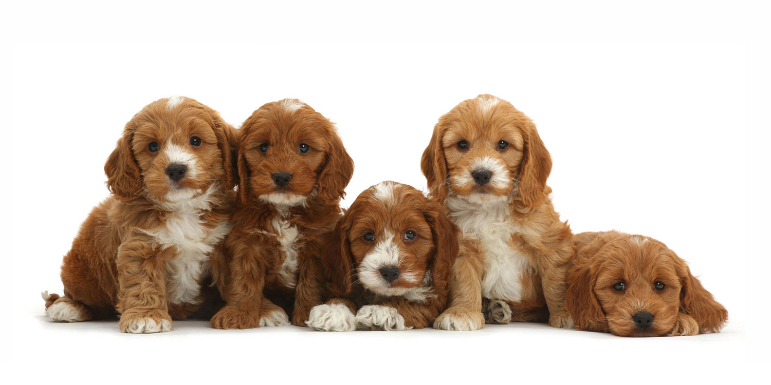 Cockapoo Puppies for Sale by California Puppies
