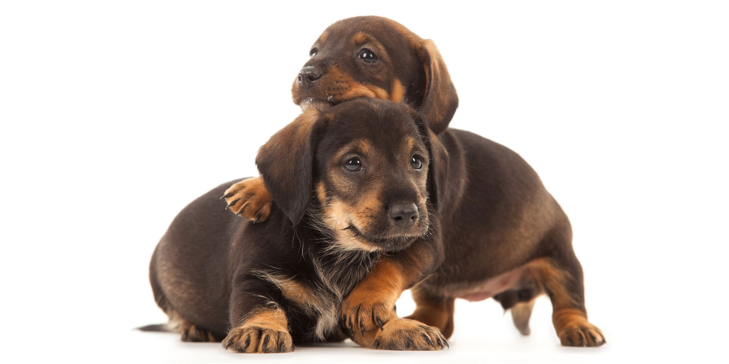 Dachshund Puppies for Sale by California Puppies
