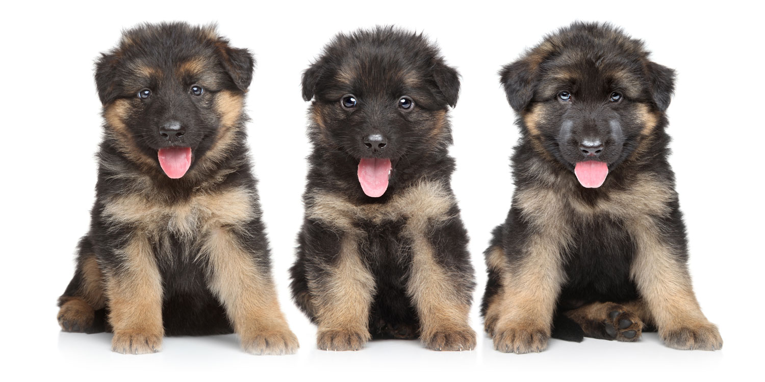 german shepherd puppies for sale