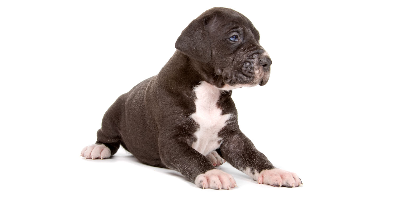 Great Dane Puppies for Sale by California Puppies