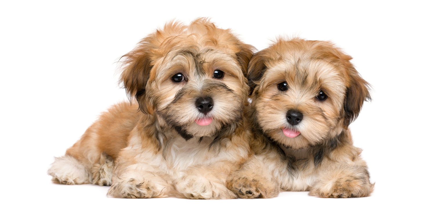 havanese puppies for sale