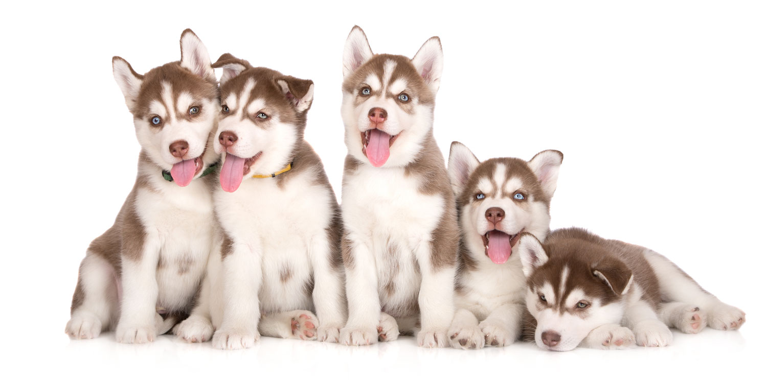 Husky Puppies for Sale by California Puppies
