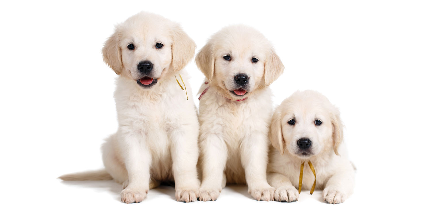 labrador retriever puppies for sale in Lawndale, CA