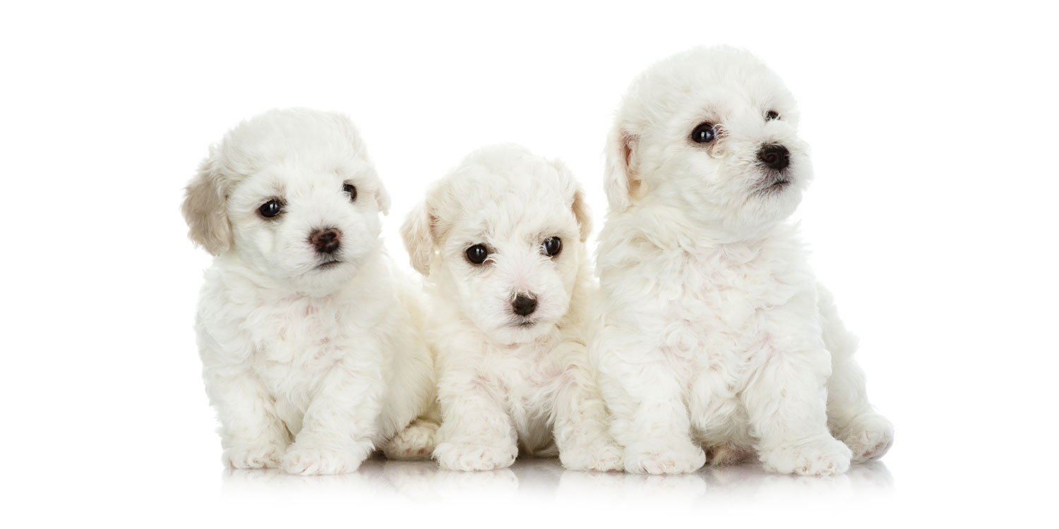 Maltese Puppies for Sale by California Puppies