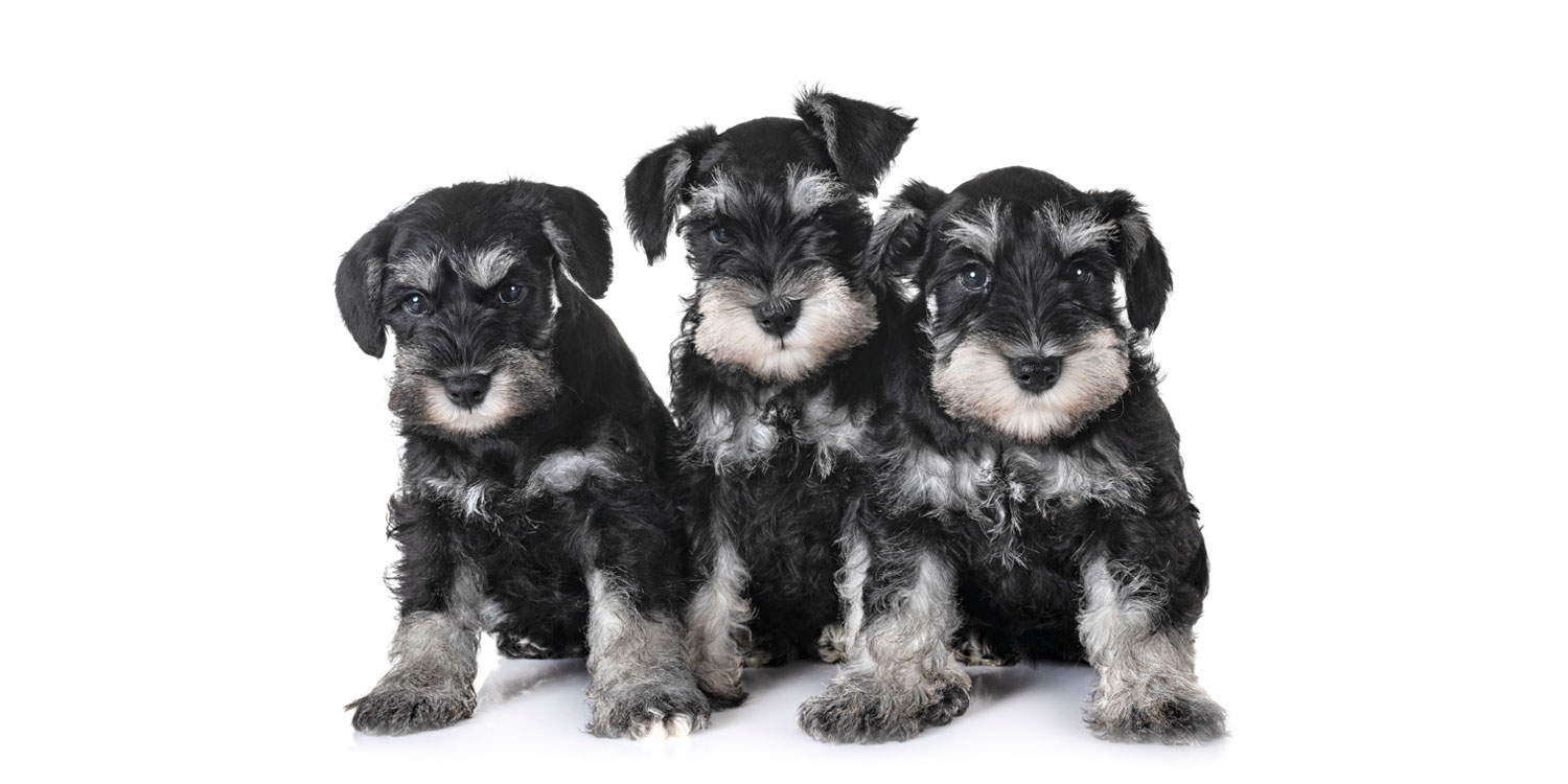 Miniature Schnauzer Puppies for Sale by California Puppies
