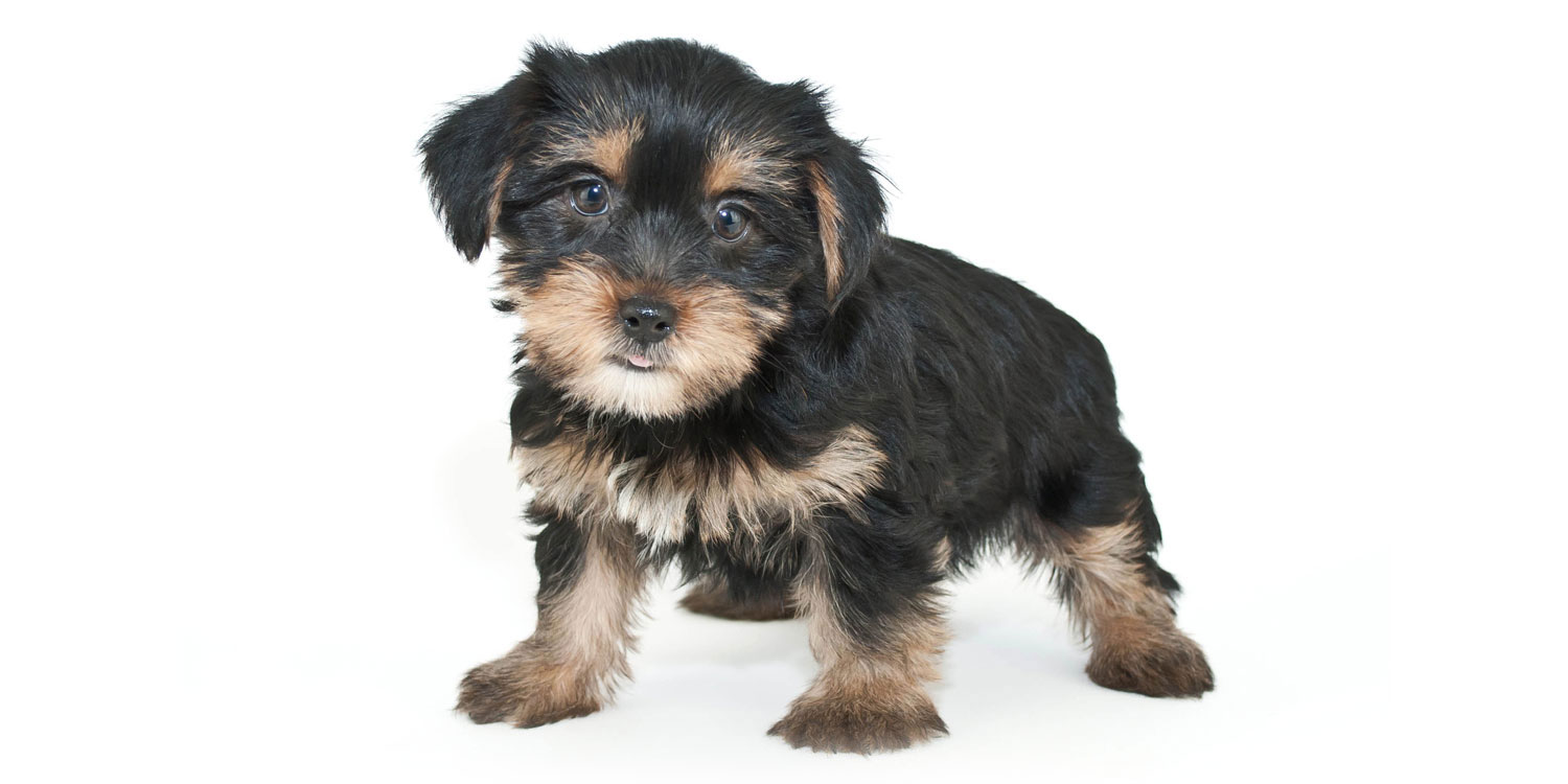 Morkie Puppies for Sale by California Puppies