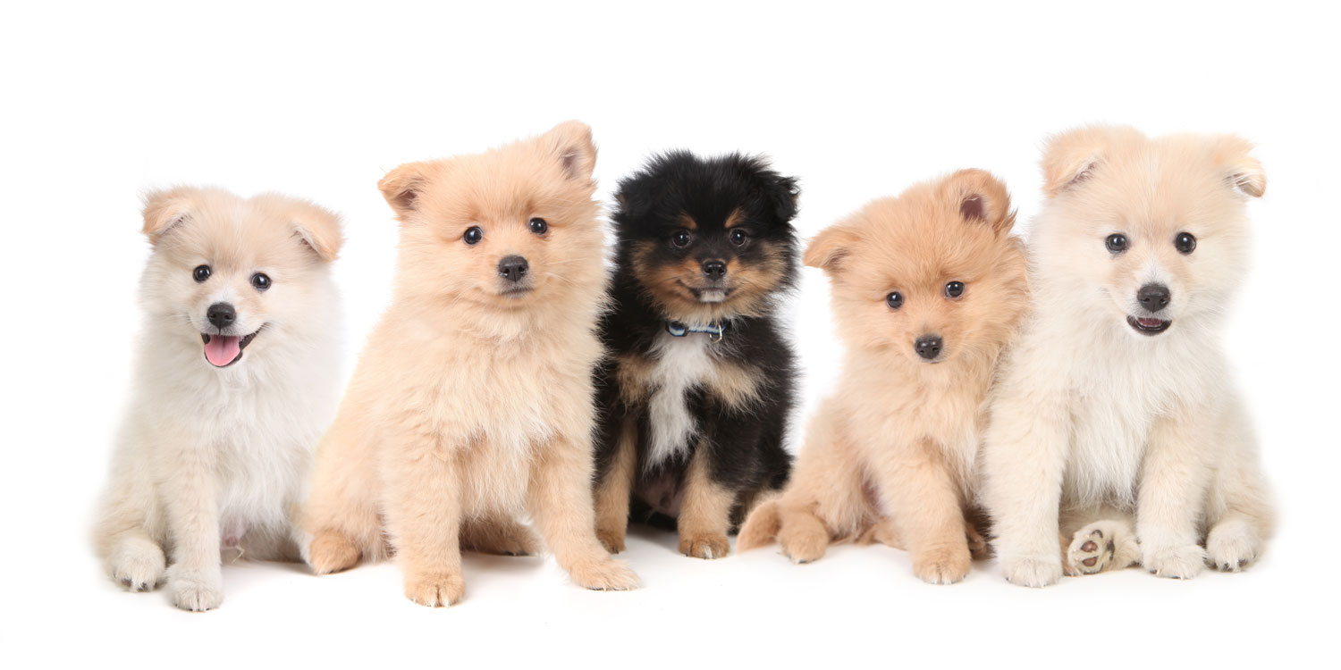 Pomeranian Puppies for Sale by California Puppies