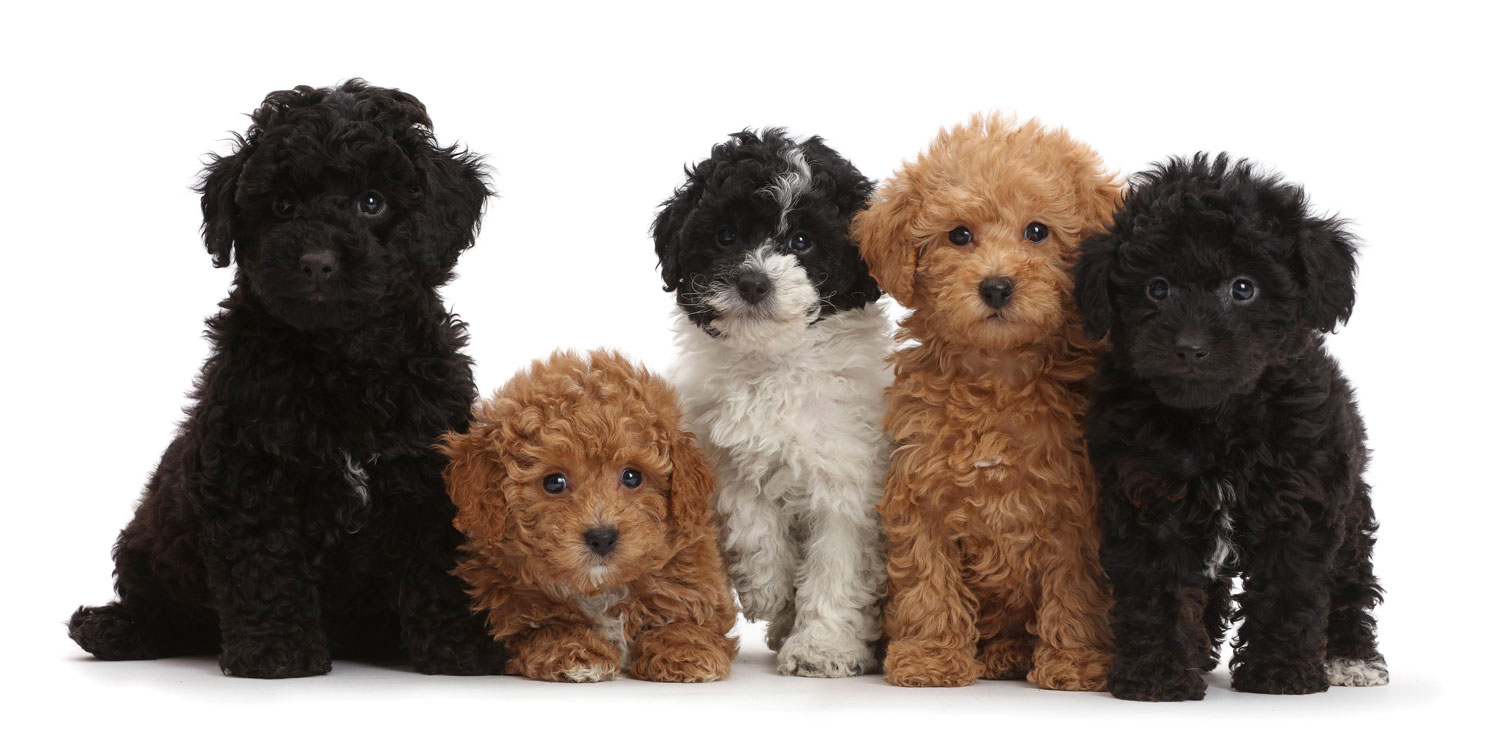 Poodle Puppies for Sale by California Puppies