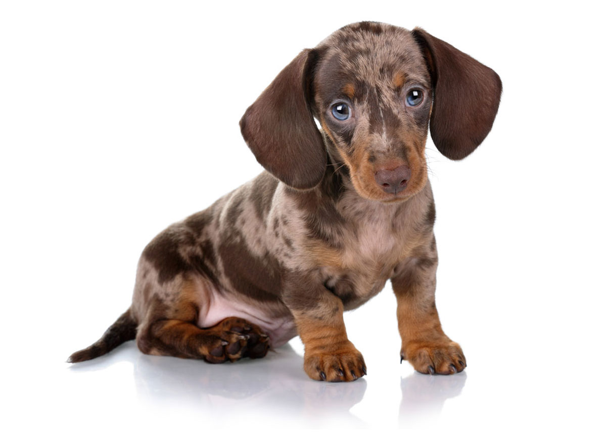 Dachshund Puppies for Sale by California Puppies