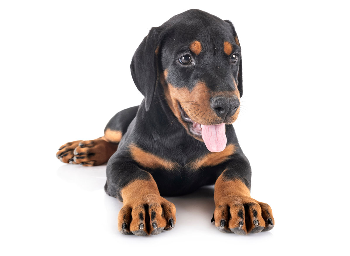 Doberman Puppies for Sale by California Puppies