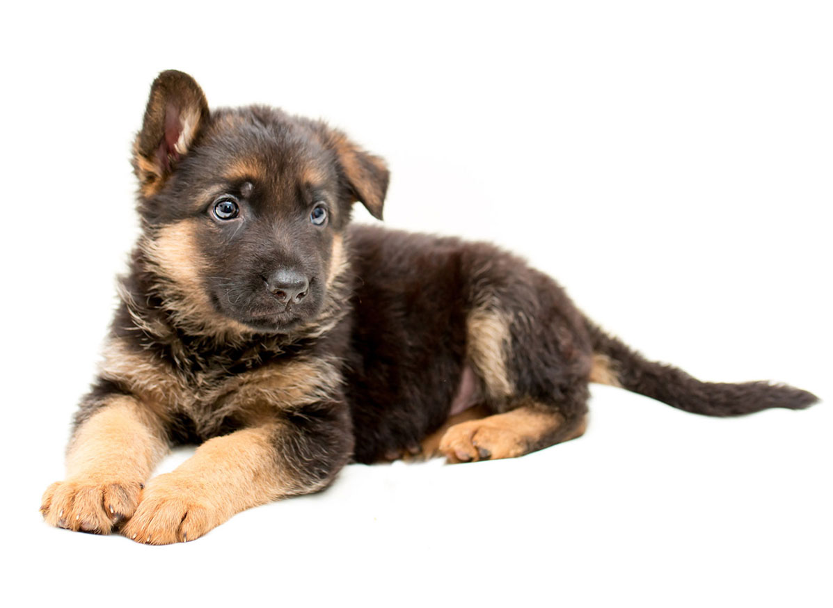 German Shepherd Puppies for Sale by California Puppies