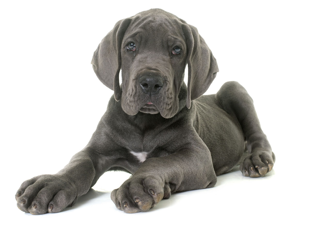 Great Dane Puppies for Sale by California Puppies