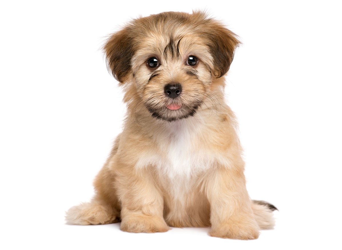 Havanese Puppies for Sale by California Puppies