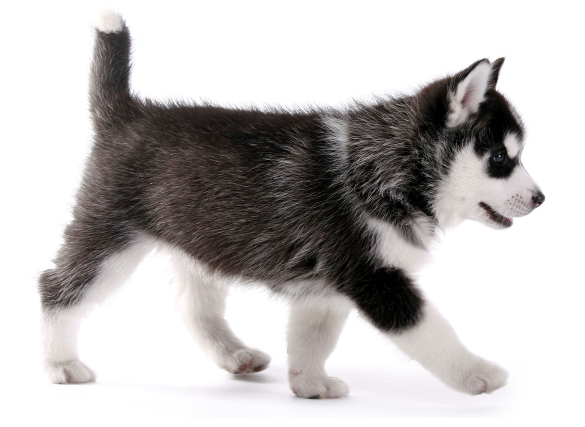Siberian Husky puppies for sale by Uptown Puppies