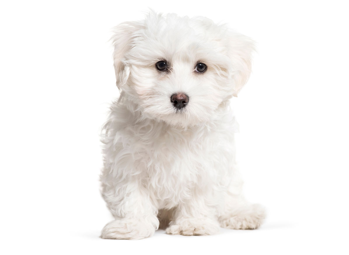 Maltese Puppies for Sale by California Puppies